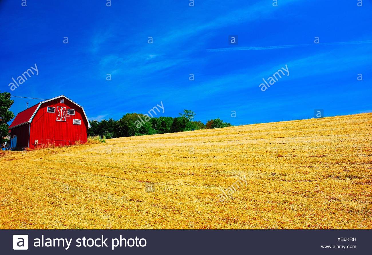 Field Wheat Barn Stock Photo Alamy