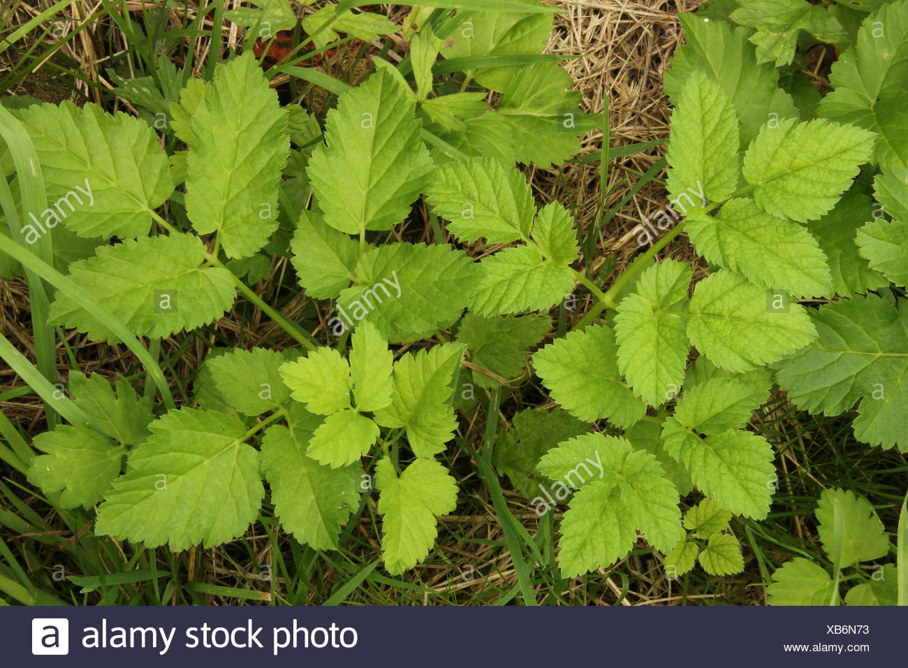 Ziegenkraut High Resolution Stock Photography and Images - Alamy