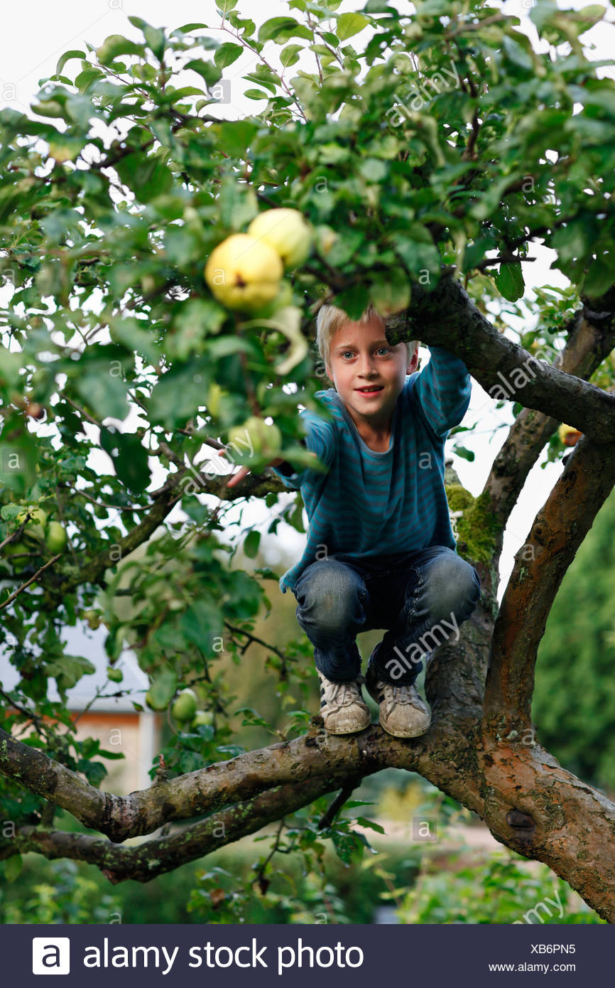 Boy Climbing Fruit Tree Stock Photo Alamy