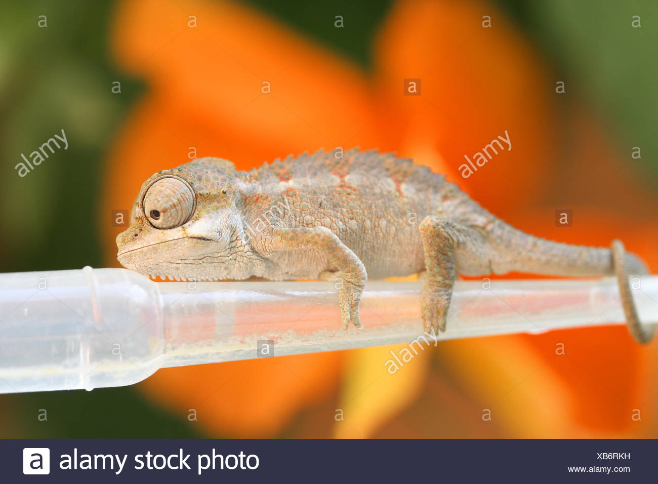 Baby Chamaleon High Resolution Stock Photography And Images Alamy