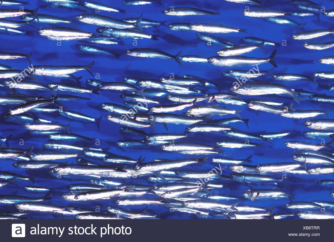 Engraulis Spec High Resolution Stock Photography and Images Alamy