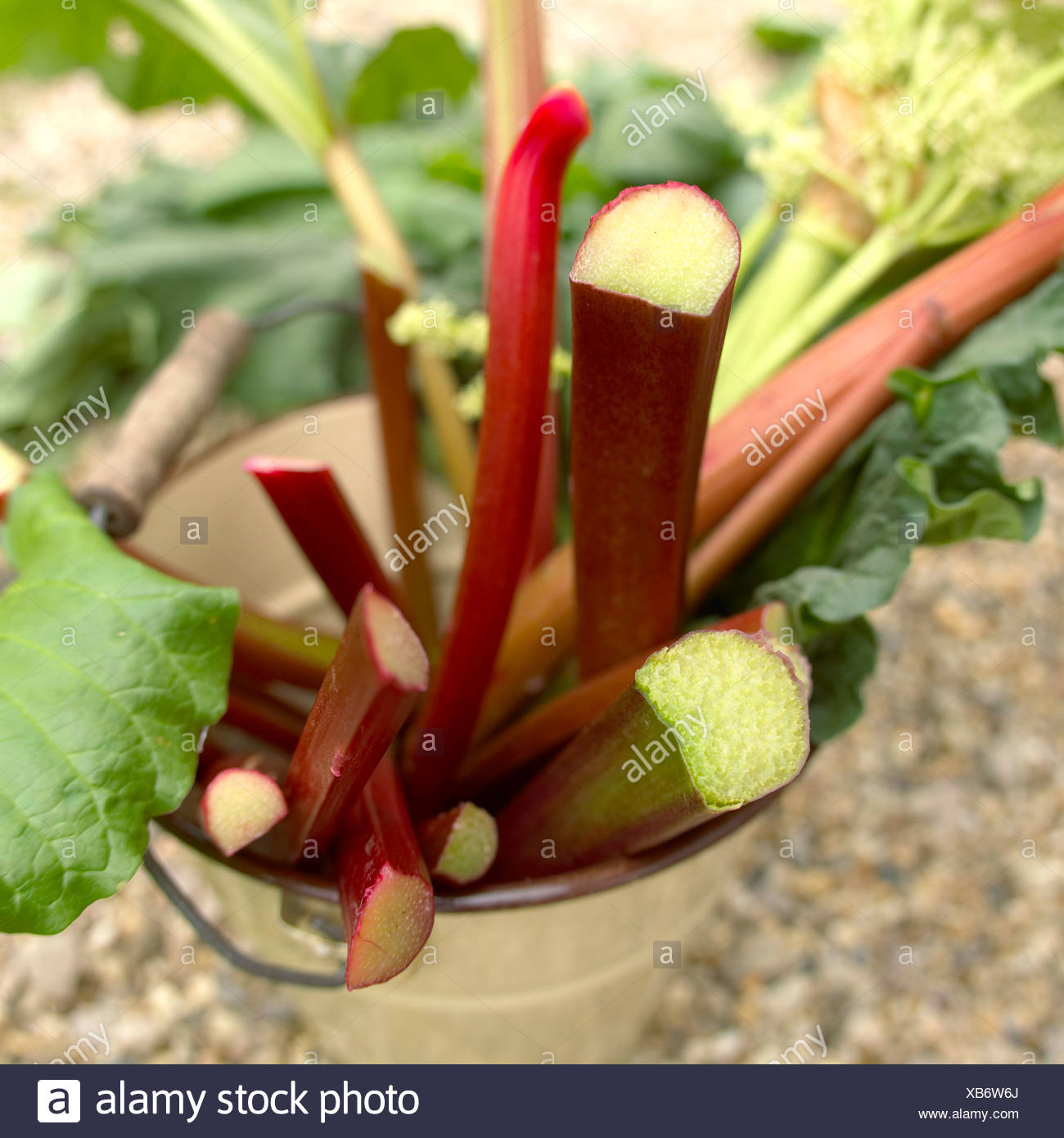 Rhubarb Leaves High Resolution Stock Photography and Images Alamy