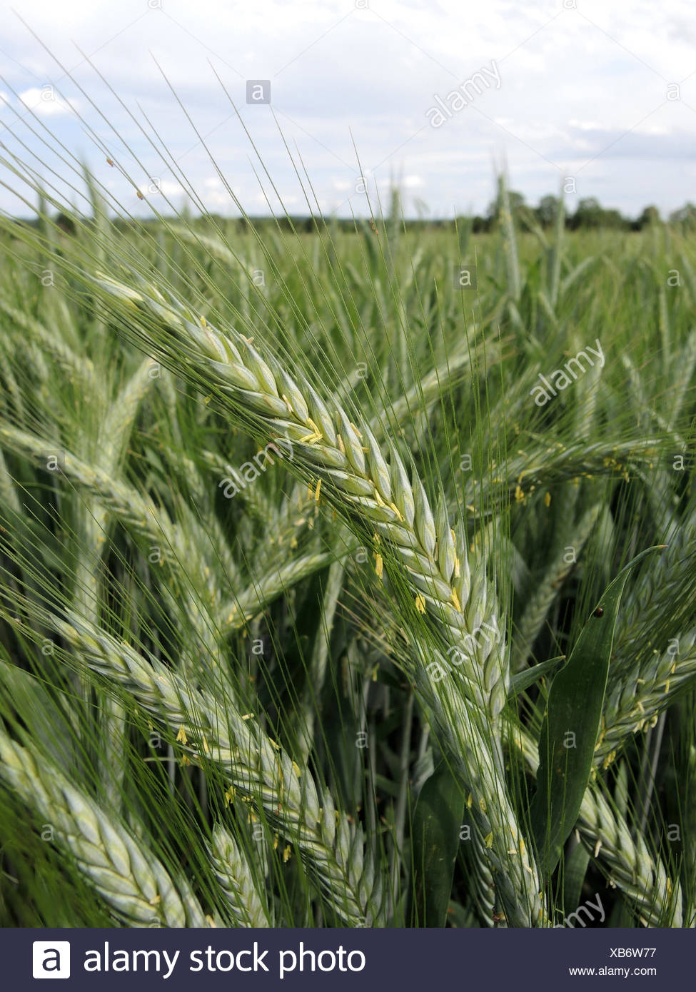 of triticale stock photos of triticale stock images alamy