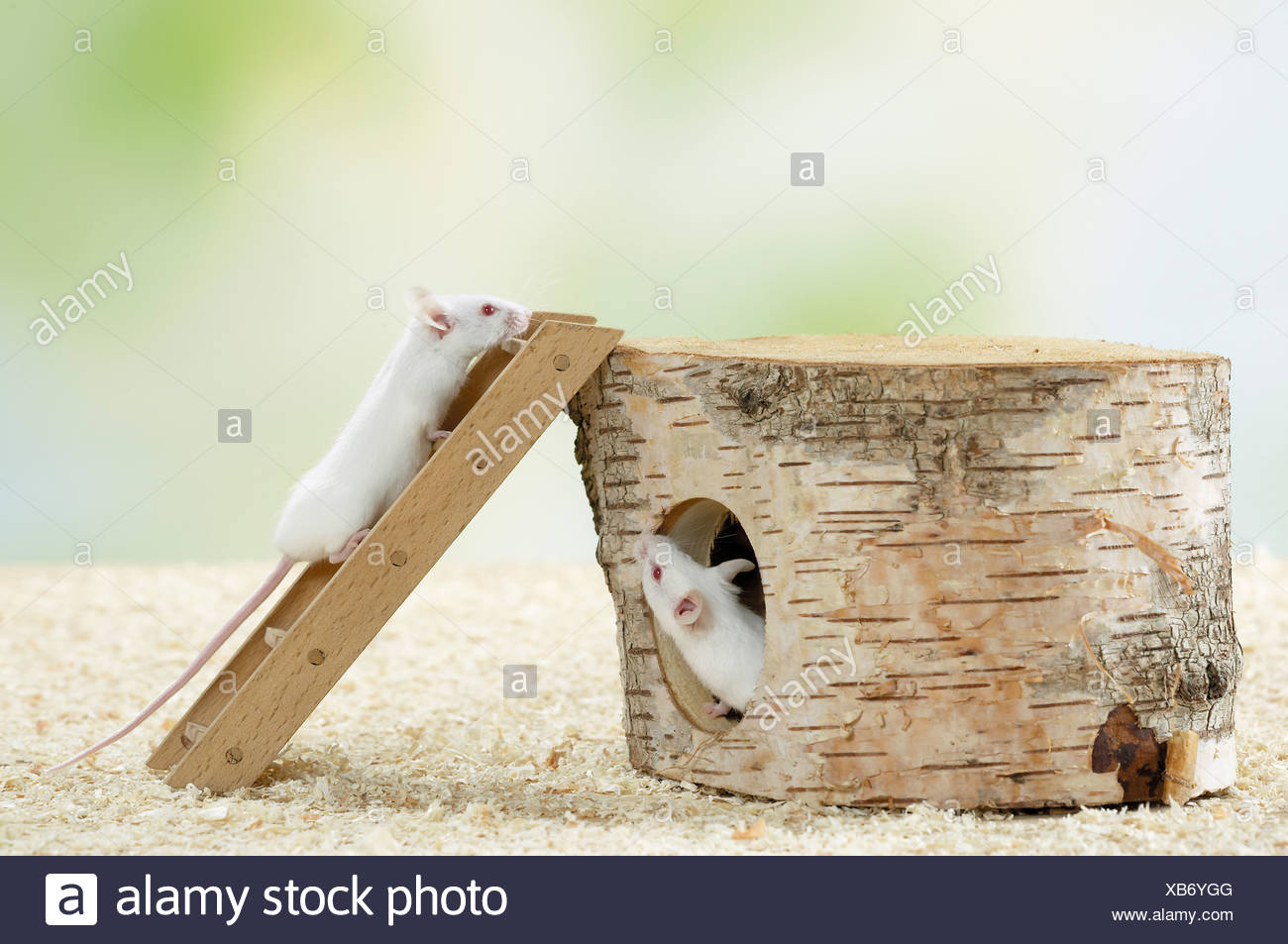 Playing Mus Stock Photos & Playing Mus Stock Images Alamy