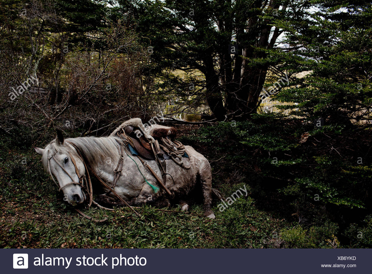 Exhausted Horse Stock Photos & Exhausted Horse Stock Images Alamy