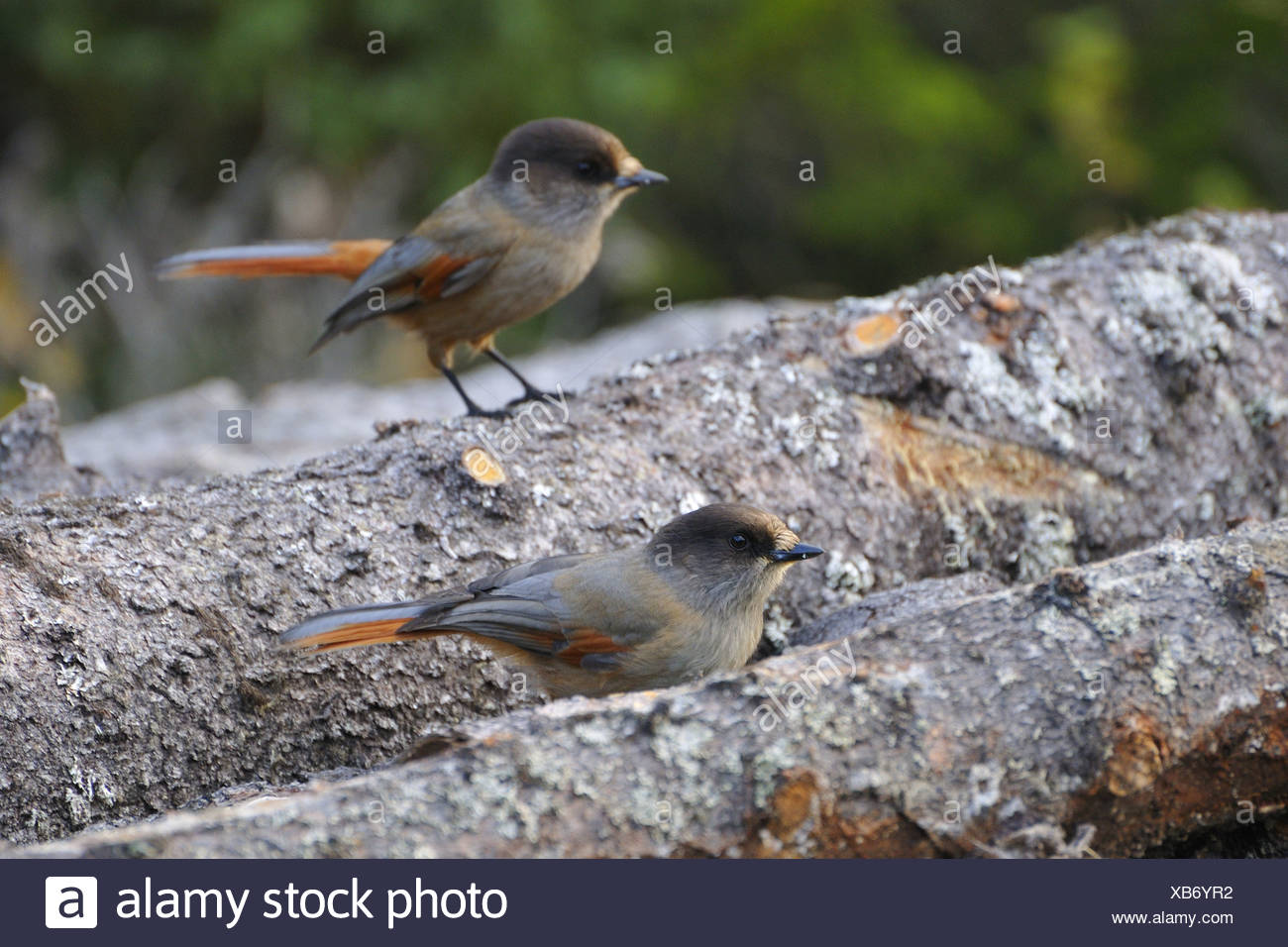 Siberian Jay Stock Photo