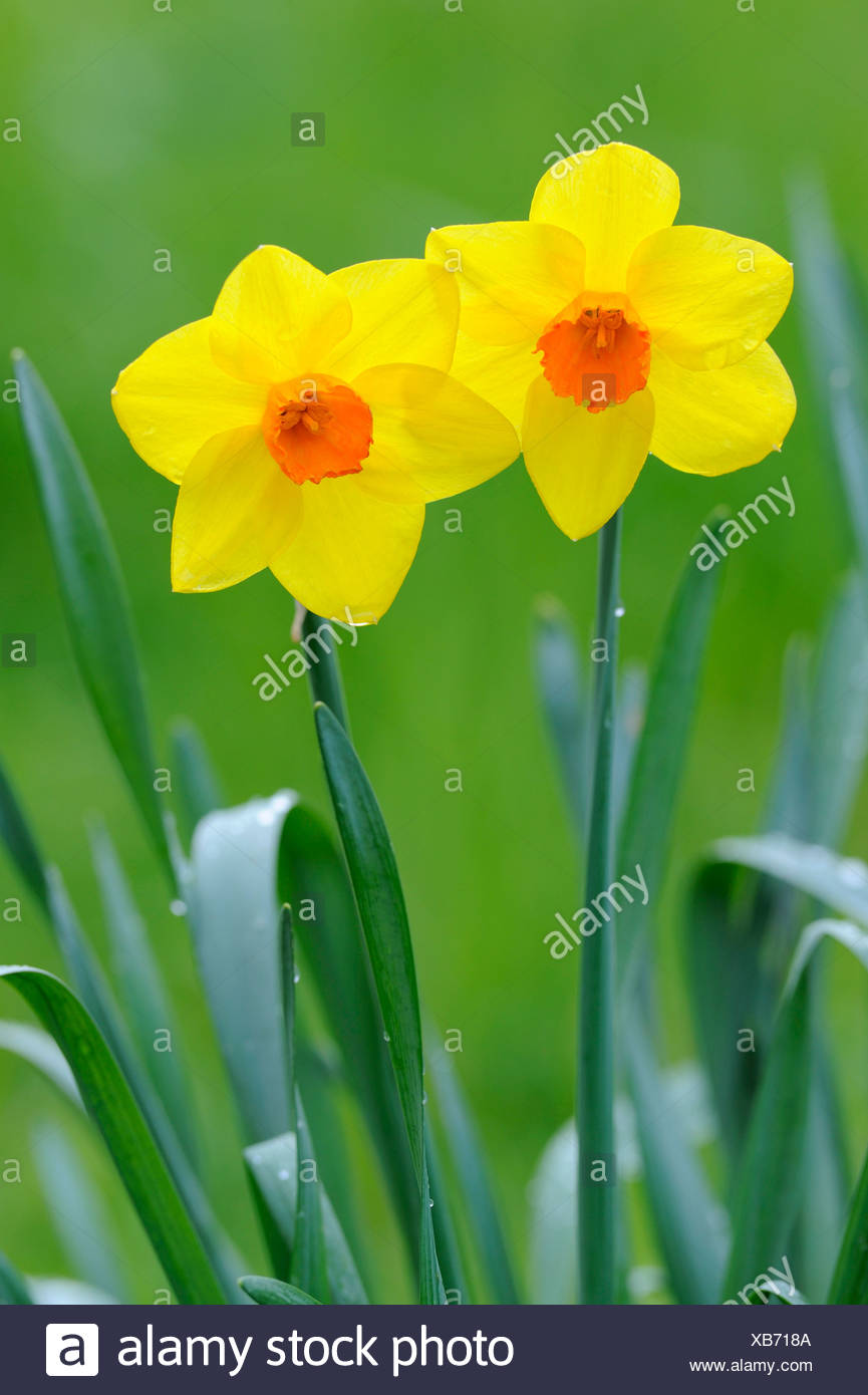 Yellow And Orange Narcissus Flowers Narcissus Stock Photo Alamy