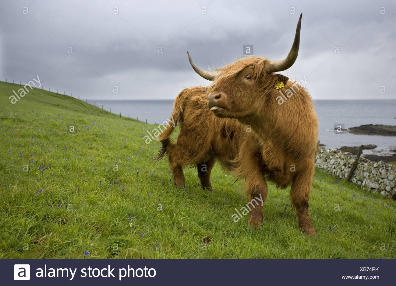 Cattle Cows Isle Of Skye Mammals Scotland Scottisch Long Haired