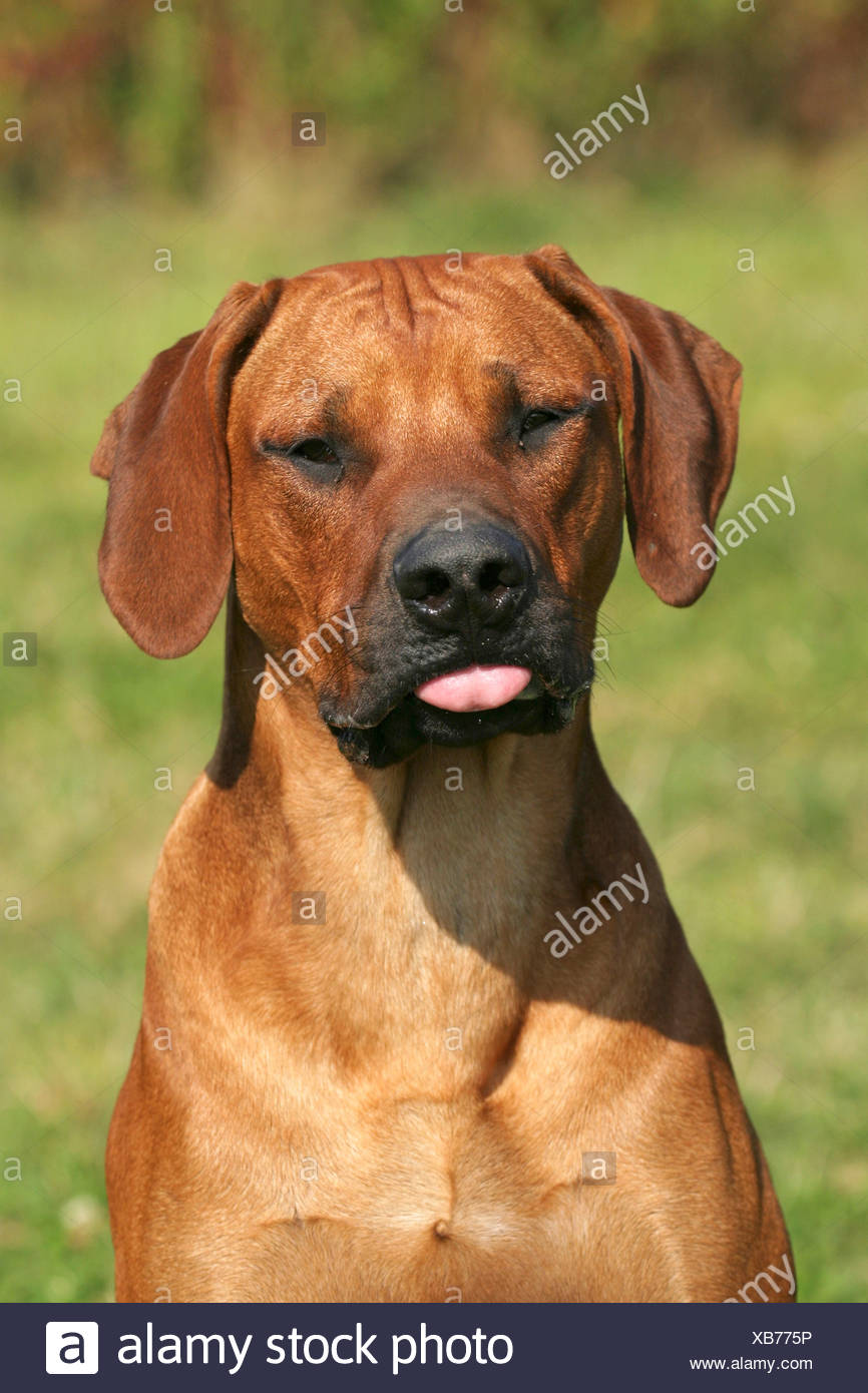 Zunge Raus Stock Photos & Zunge Raus Stock Images Alamy