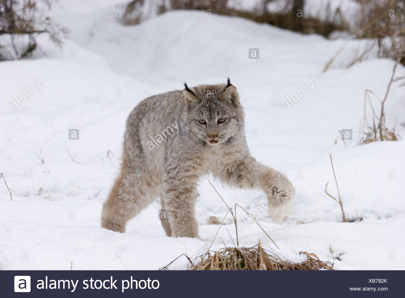Canada Lynx Paws - Canadian Lynx In Winter With White Paws Stock Photo Alamy