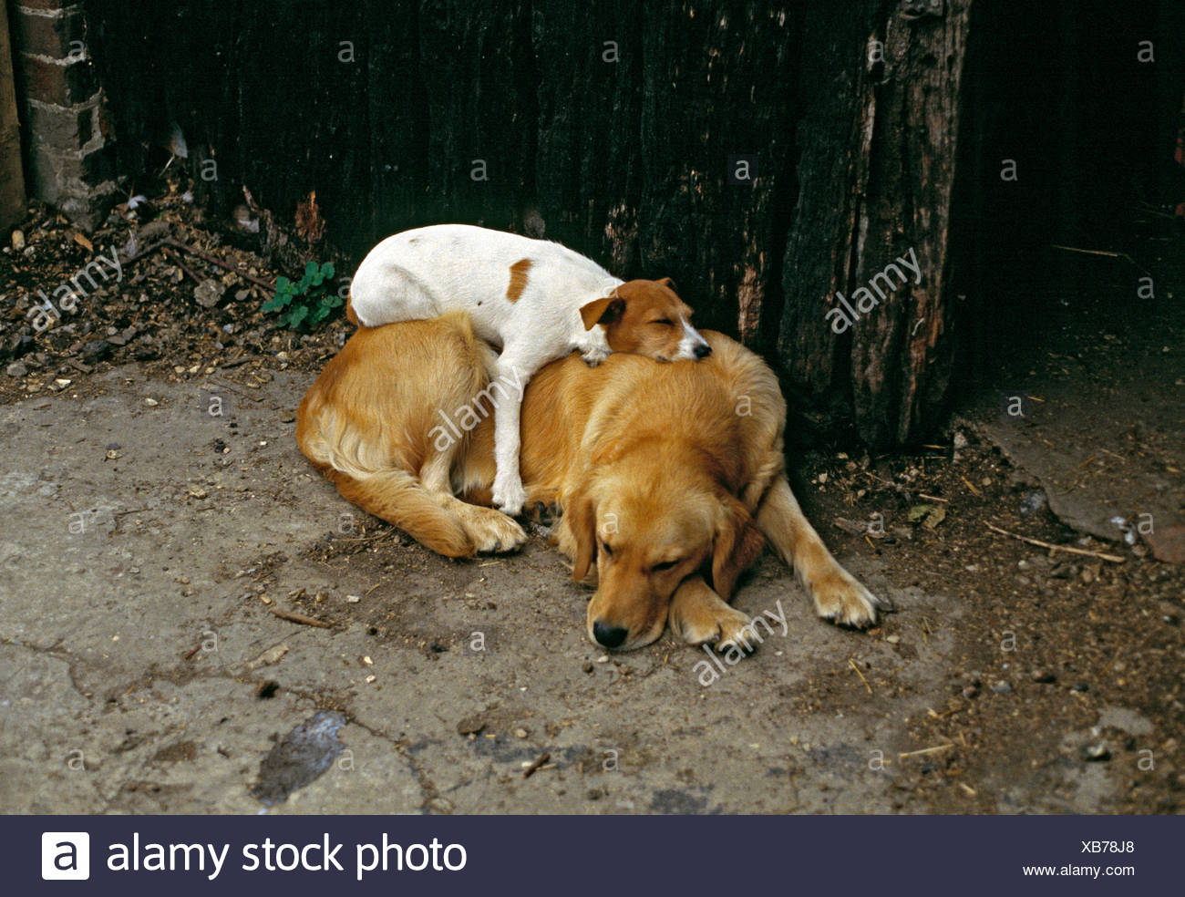 golden jack retriever
