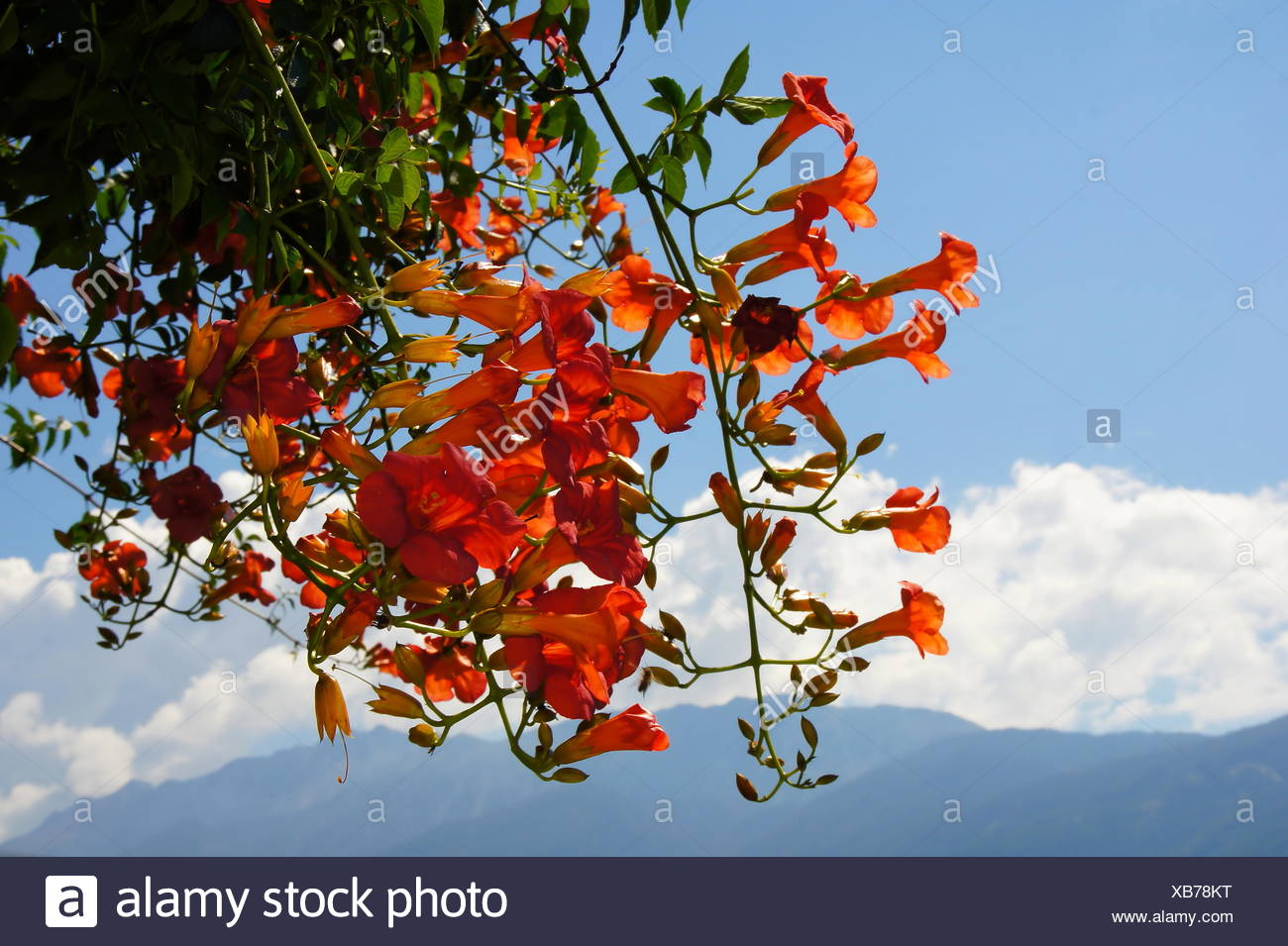 ruddiness, red, flower, plant, bloom, blossom, flourish, flourishing, cirrus, Stock Photo