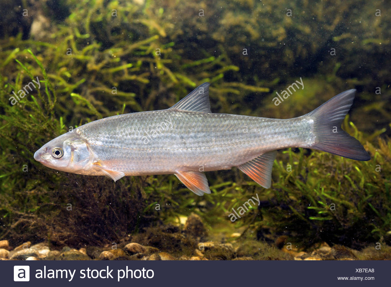 nase-chondrostoma-nasus-high-resolution-stock-photography-and-images