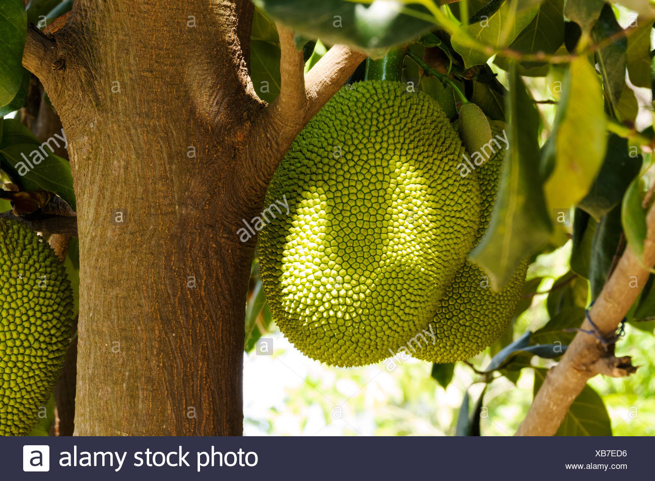 Jackfrucht High Resolution Stock Photography And Images Alamy