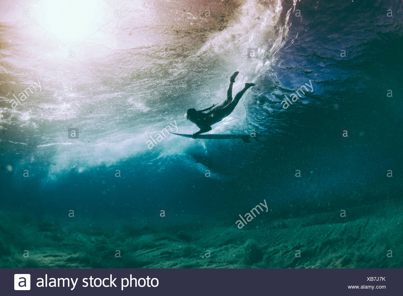 Duck Diving Under Waves Stock Photos Duck Diving Under