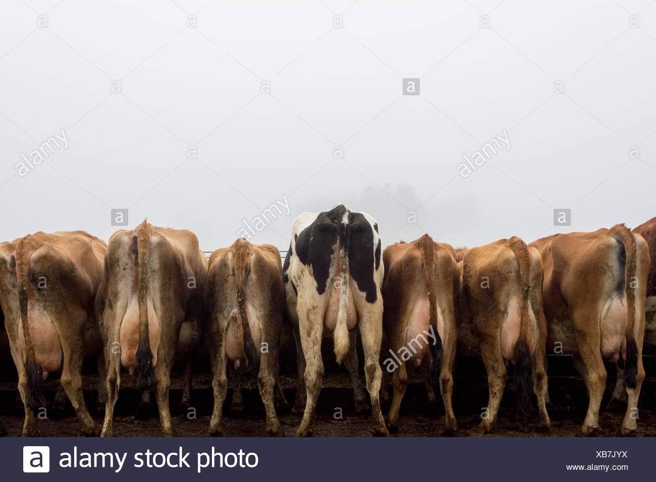Crowd Of Cows High Resolution Stock Photography and Images - Alamy