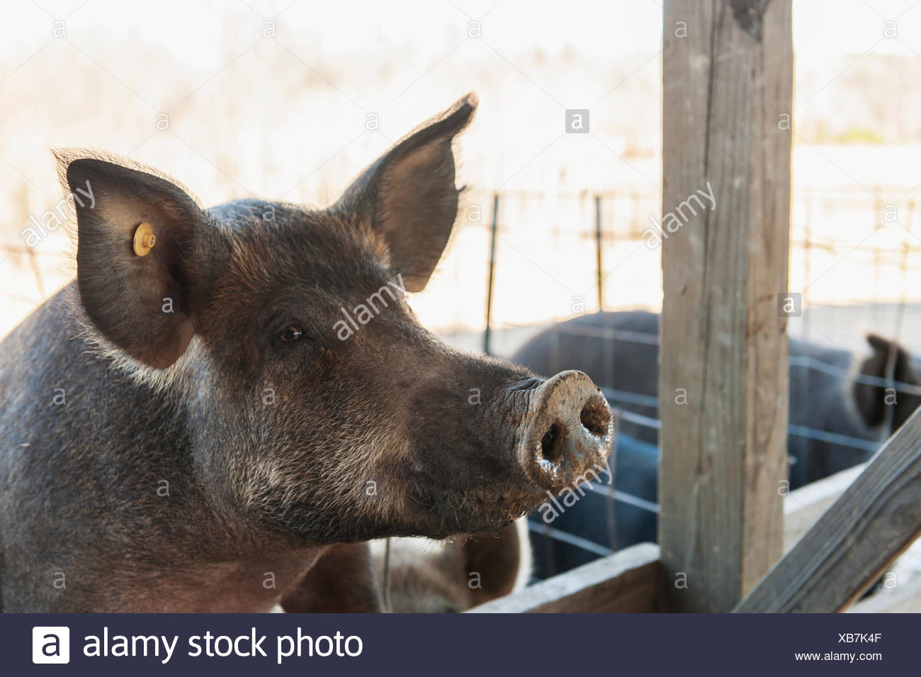 Pig Feeder Stock Photos Pig Feeder Stock Images Alamy