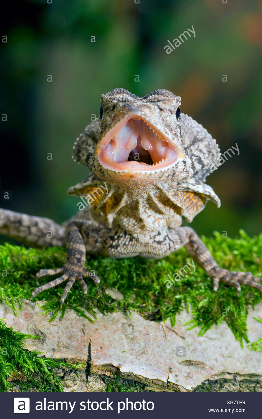 Lizards Frilled Not Grilled High Resolution Stock Photography and