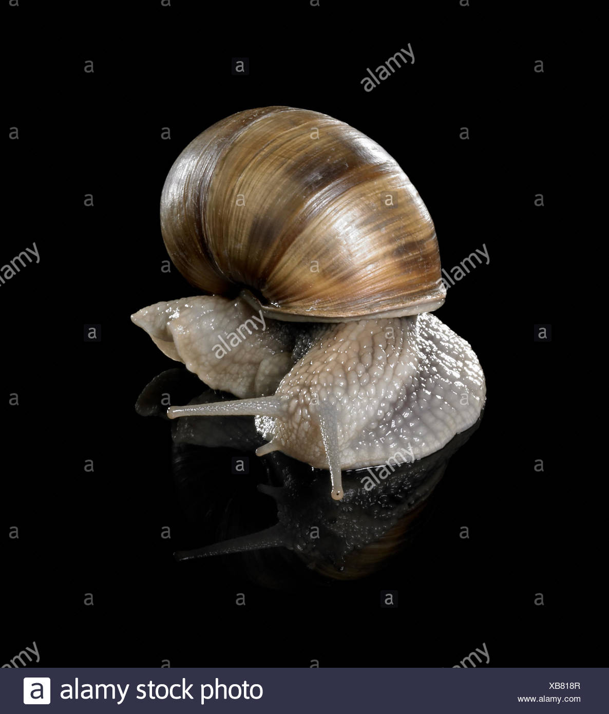 studio photography of a Grapevine snail creeping in black reflective back Stock Photo