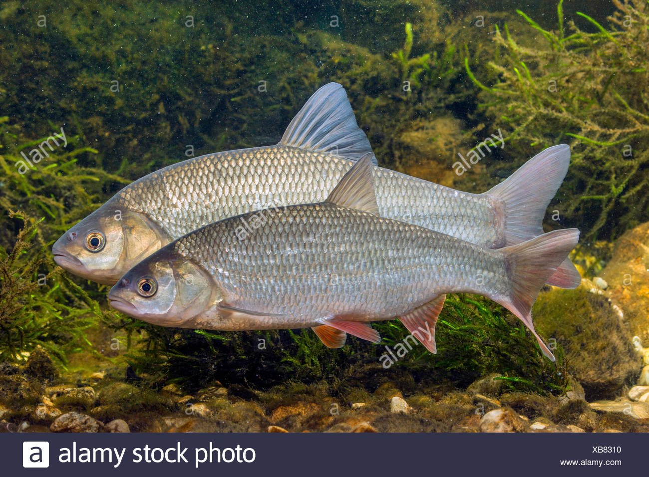 Ide Fish High Resolution Stock Photography and Images - Alamy