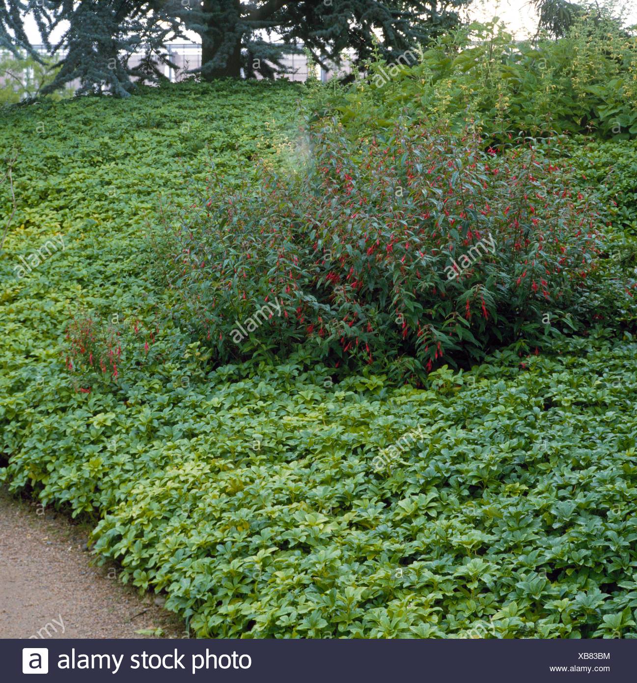 Pachysandra Stock Photos Pachysandra Stock Images Page 3 Alamy