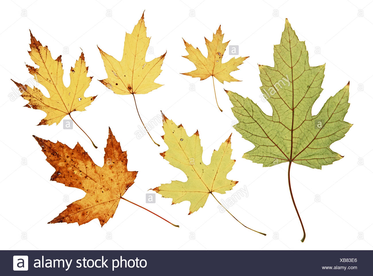 Silver Maple Acer Saccharinum Maple Leaf Leaves Foliage Autumn Autumn Colours Studio Stock Photo Alamy