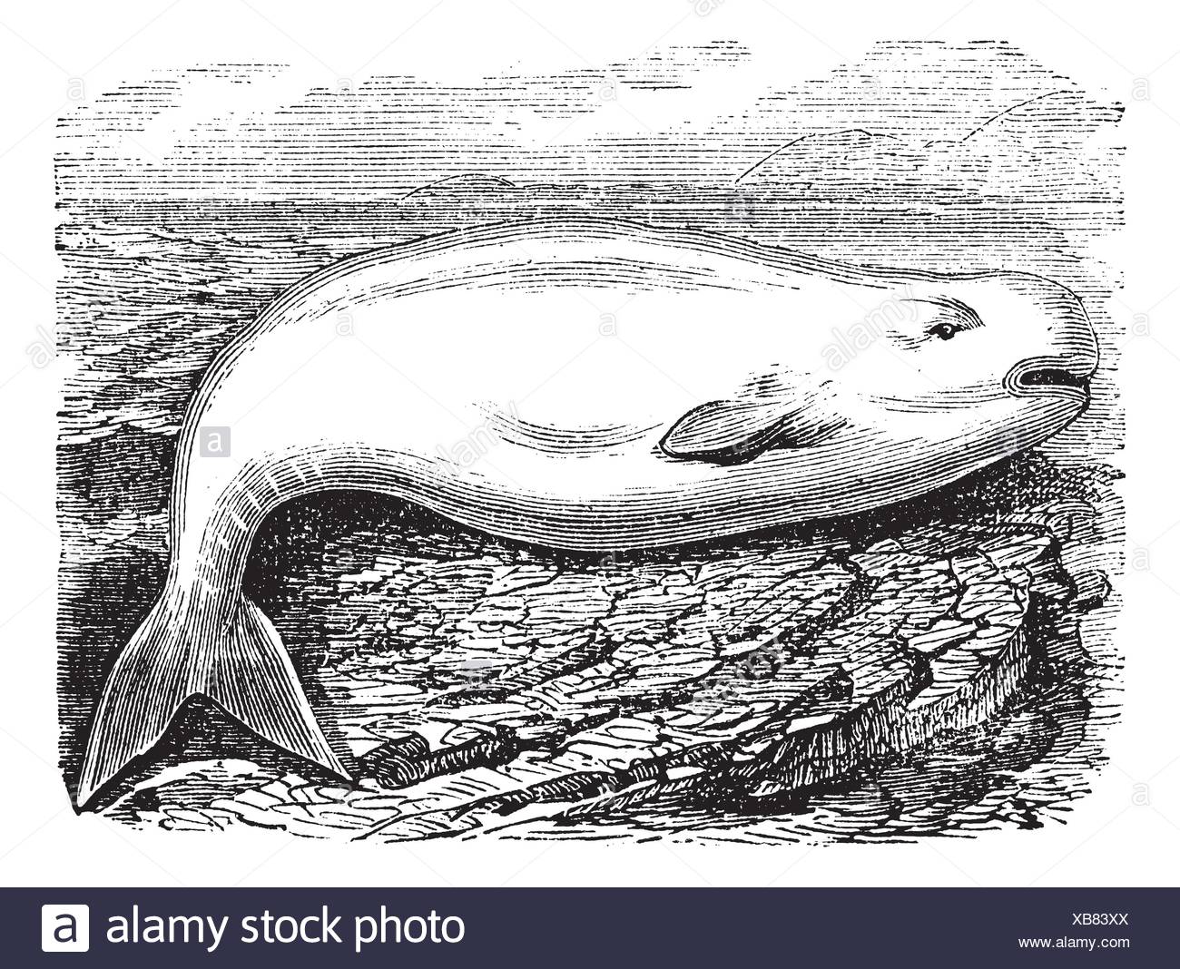 Baby Beluga High Resolution Stock Photography and Images - Alamy