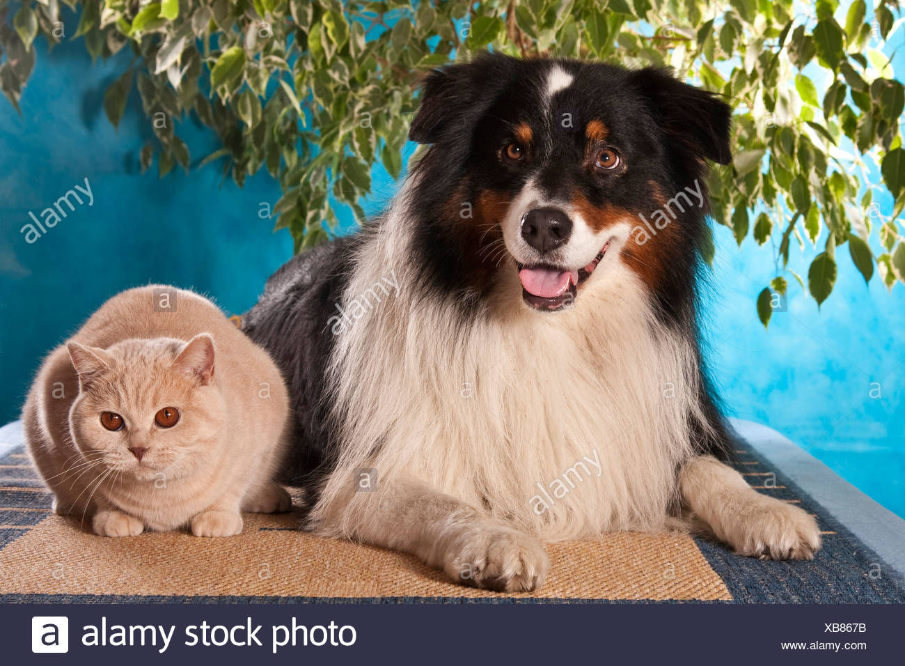 Australian Shepherd Canis Lupus F Familiaris Lying On The
