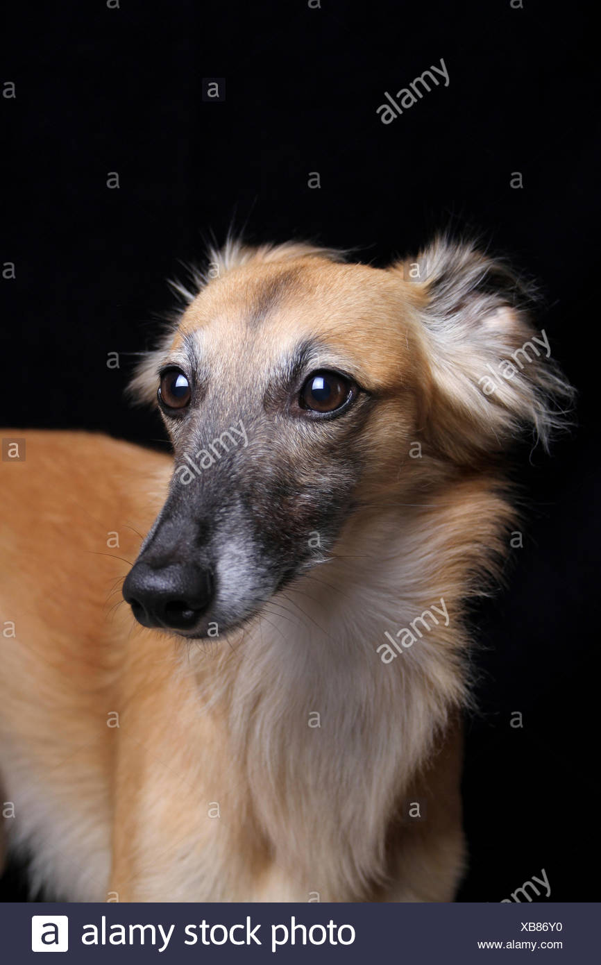Longhaired Whippet Or Silken Windsprite Whippet Portrait Stock