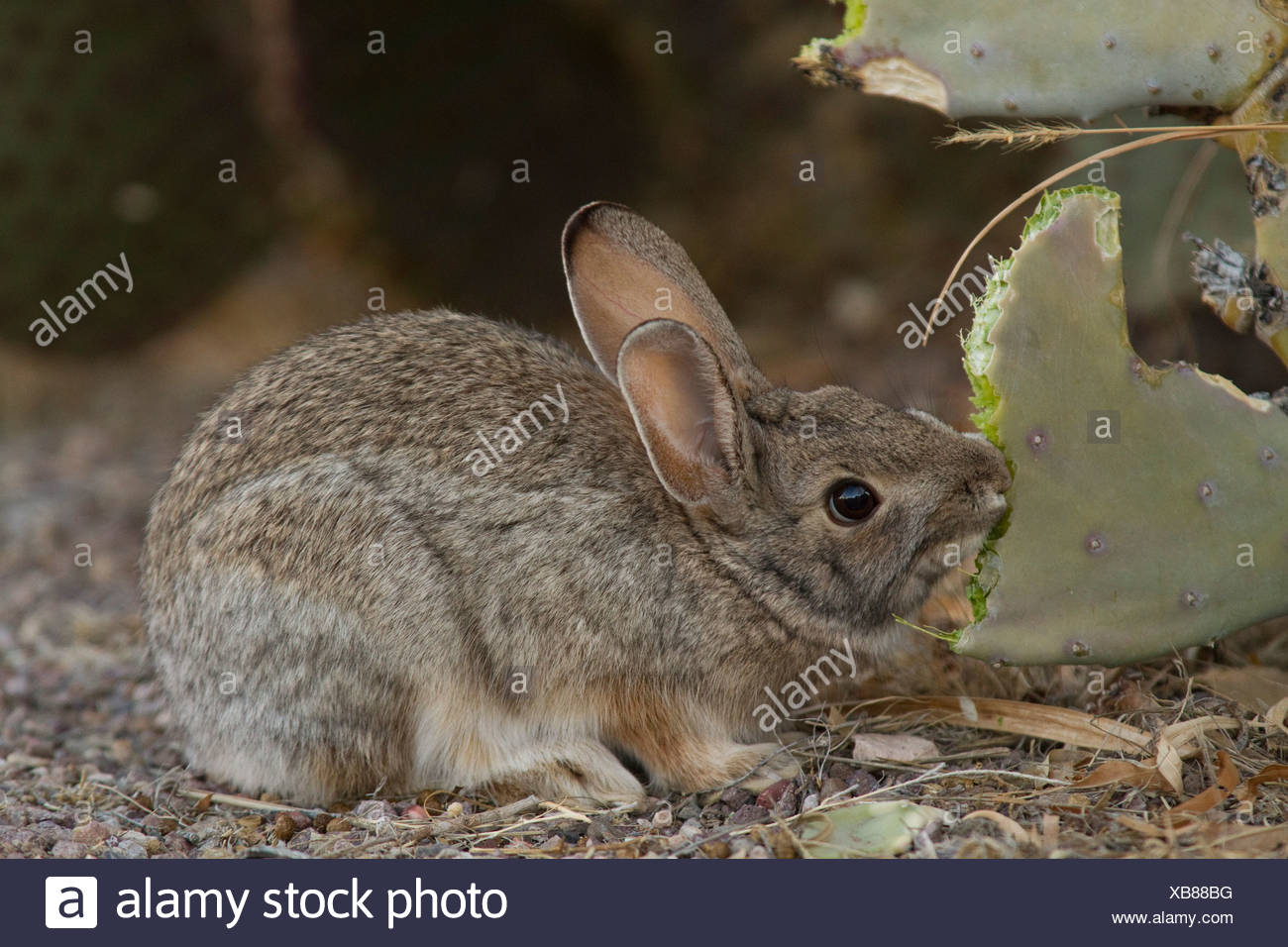 Desert Animal Eating Cactus High Resolution Stock Photography and
