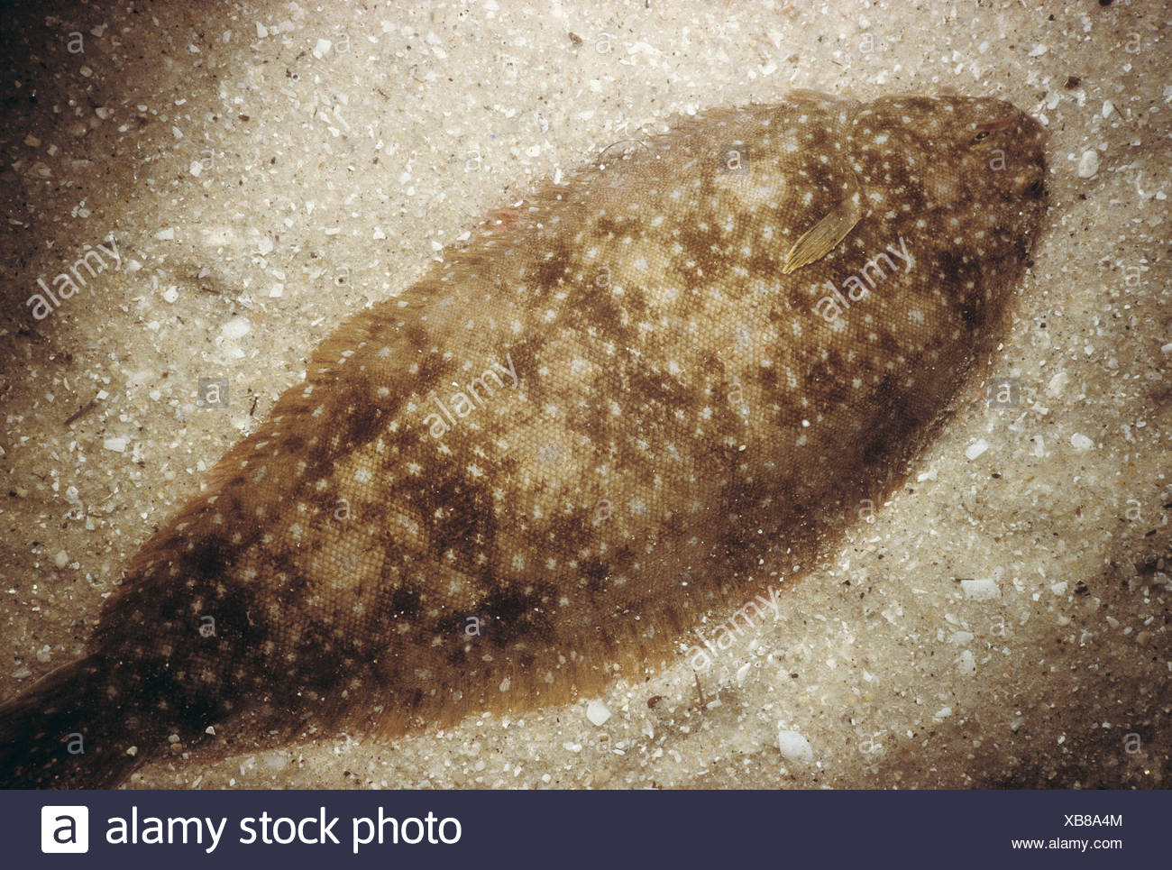 Senegalese Sole Stock Photos & Senegalese Sole Stock Images - Alamy