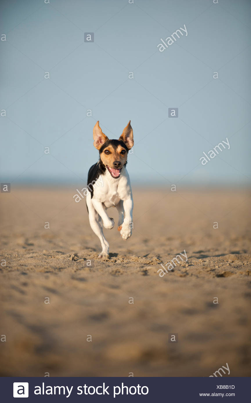 Dansk Svensk Gardshund Or Danish Swedish Farmdog Running On The Beach Stock Photo Alamy