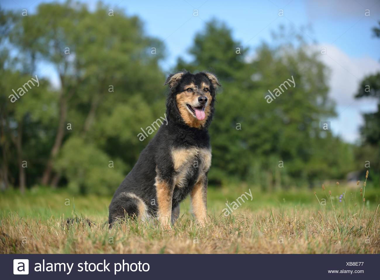 german herding dog