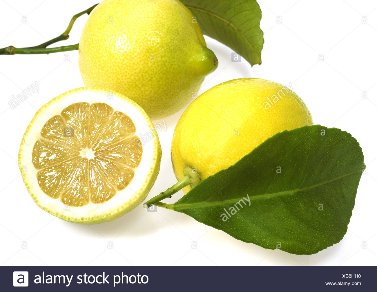 Yellow Lemon, citrus limonum, Fruit against White Background Stock ...