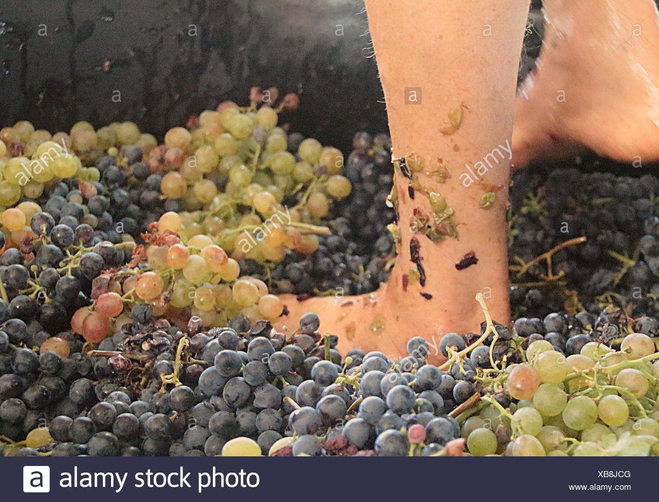 Stomping Grapes Feet Stock Photos & Stomping Grapes Feet Stock Images