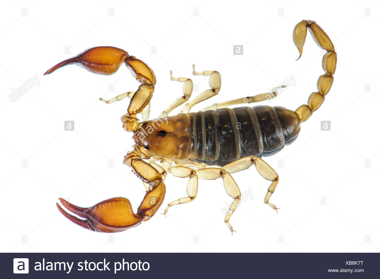 Small Wood Scorpion Euscorpius Sicanus Adult Stock Photo Alamy Small Wood Scorpion Euscorpius Sicanus Adult Stock Photo Alamy