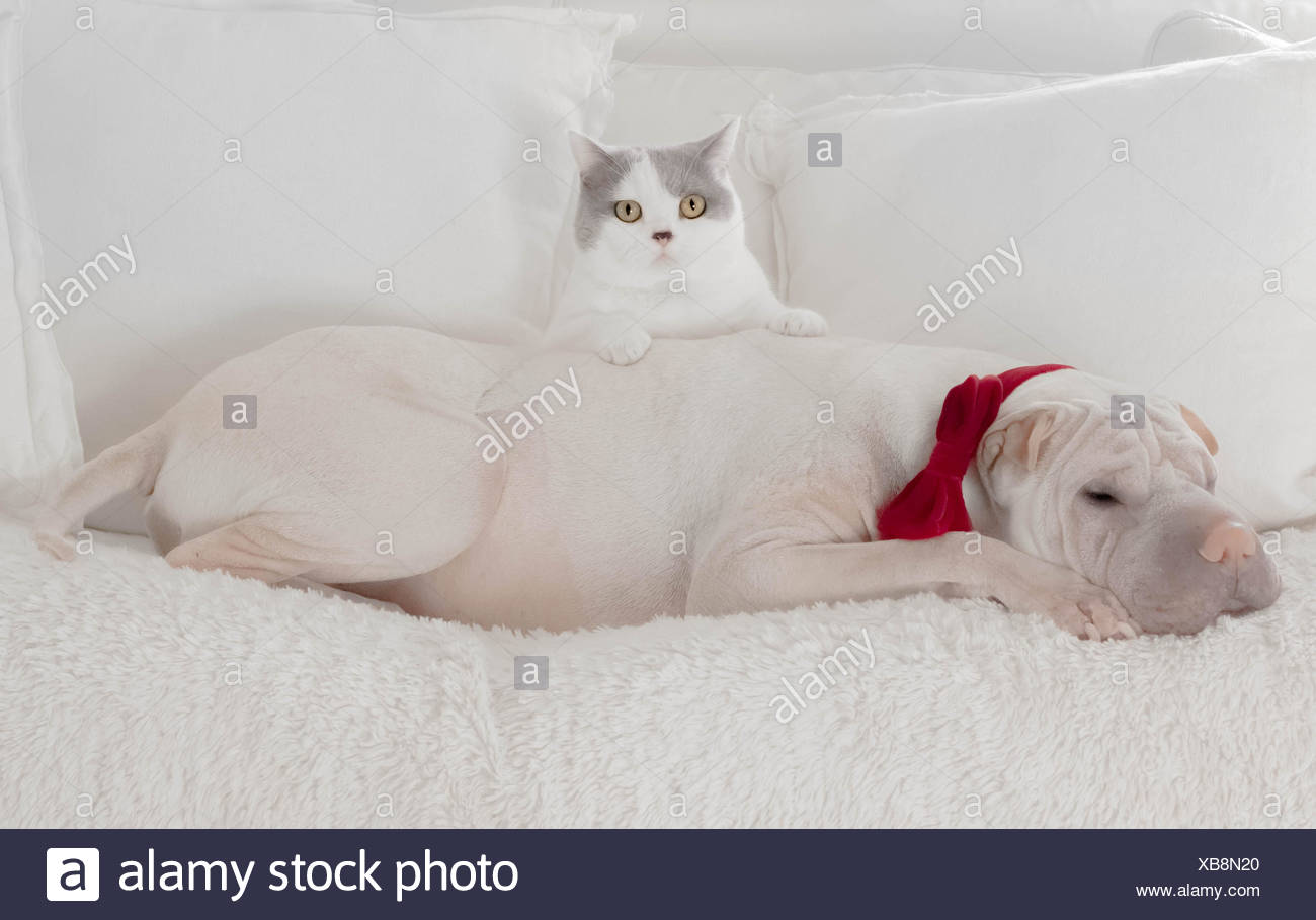 Dog Wearing Bow Tie With Cat Leaning On Its Back Stock Photo