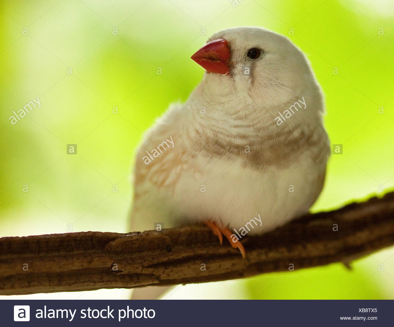 Zebra Finch Australia Stock Photos & Zebra Finch Australia Stock Images