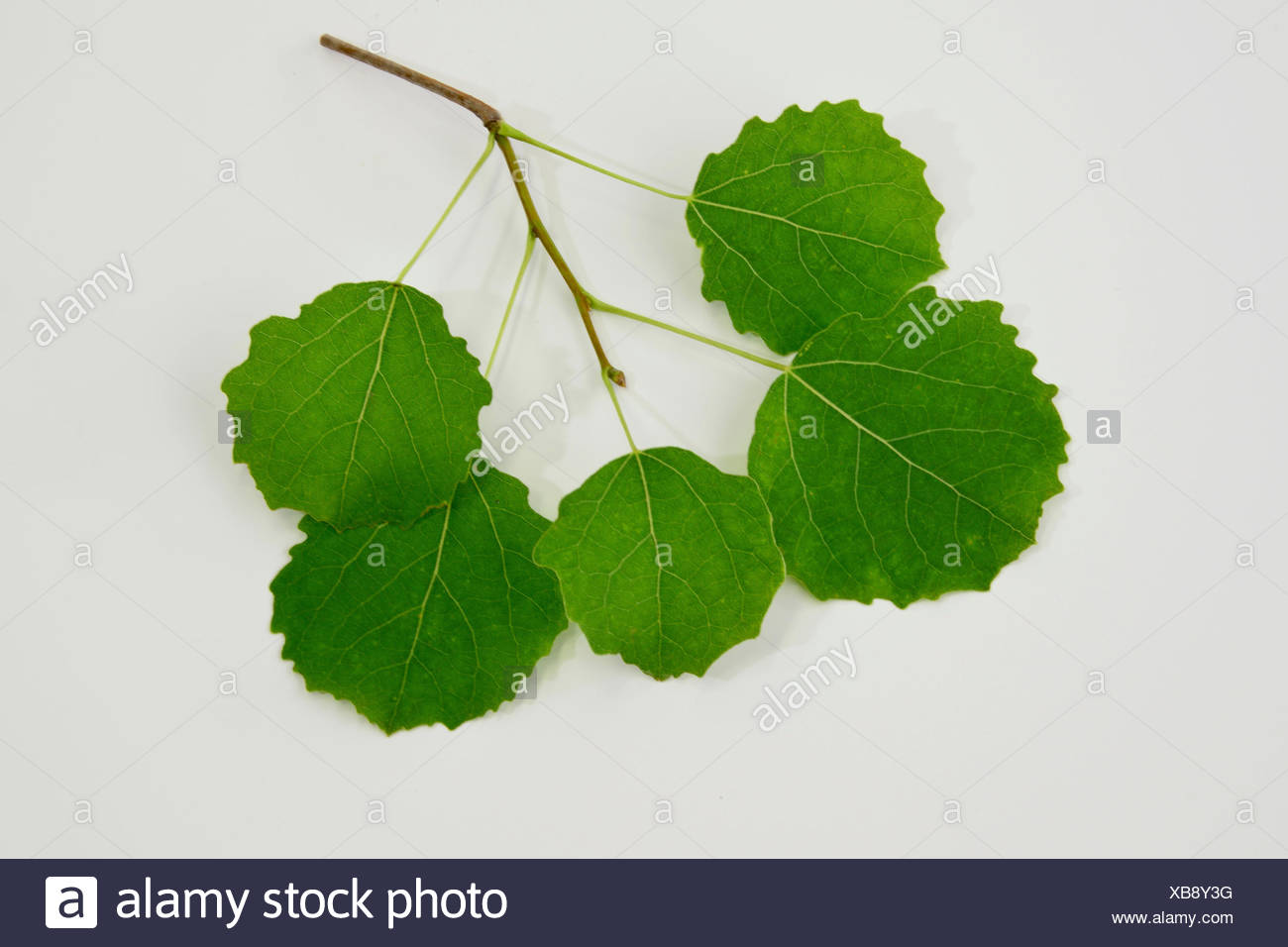 Populus Tremula High Resolution Stock Photography and Images - Alamy
