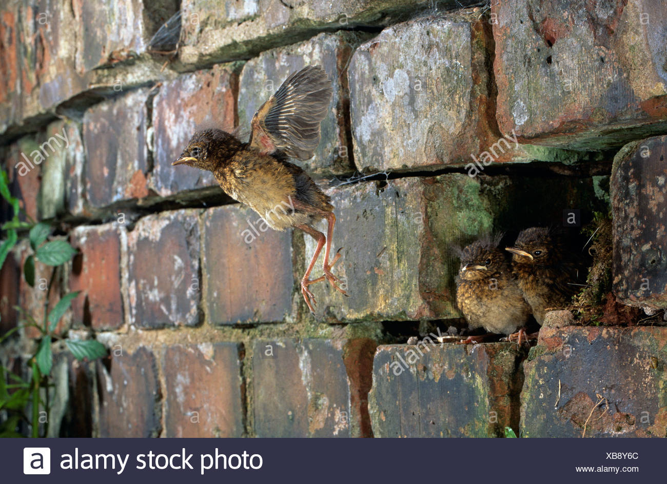Robin Nest Uk Stock Photos & Robin Nest Uk Stock Images Alamy