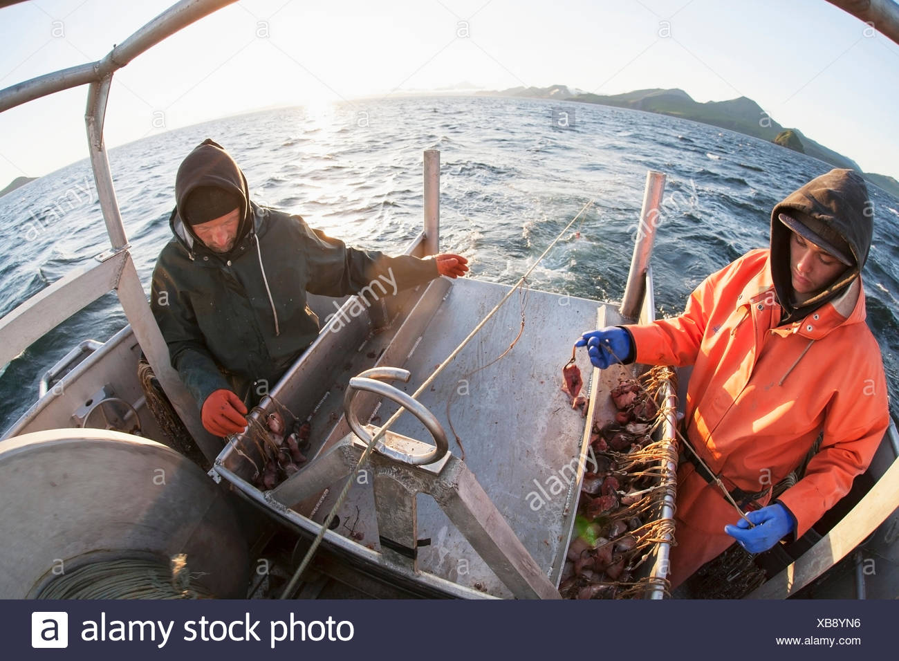 Commercial Halibut Fishing Longline Hooks Stock Photos & Commercial