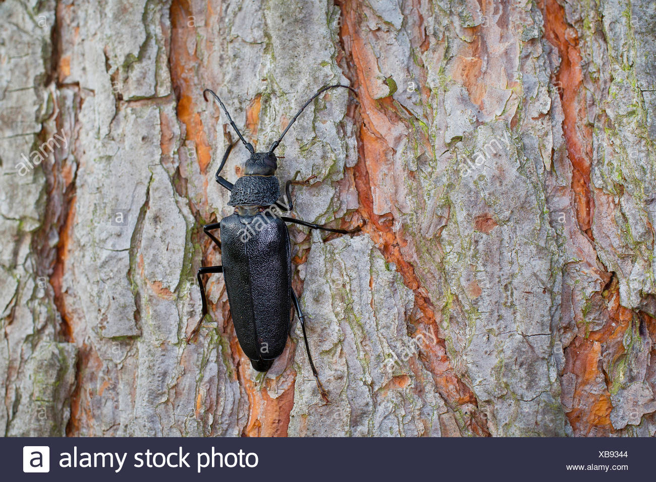 Longhorn Beetle Tree High Resolution Stock Photography and Images Alamy