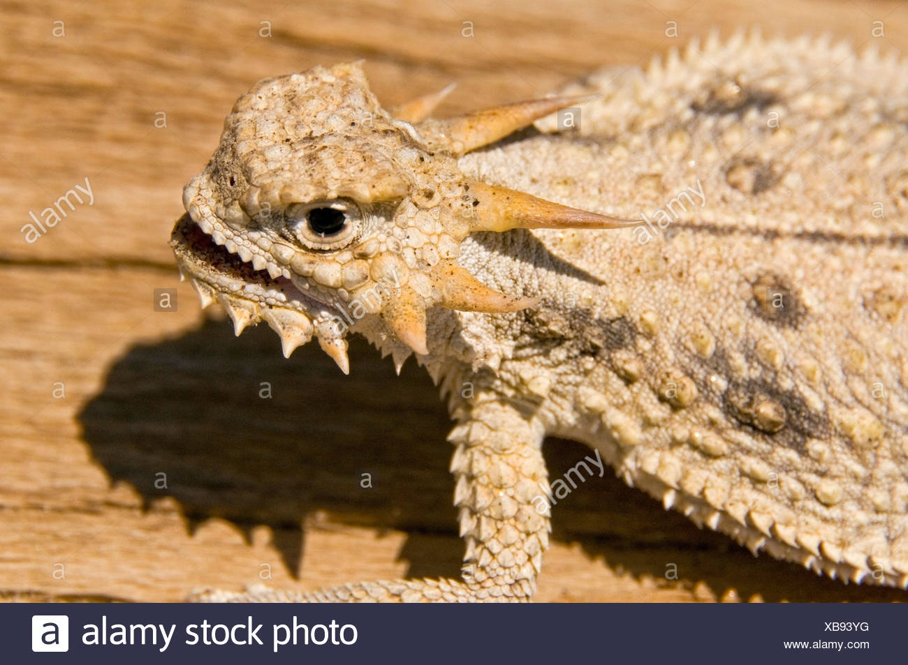 flat lizard pet