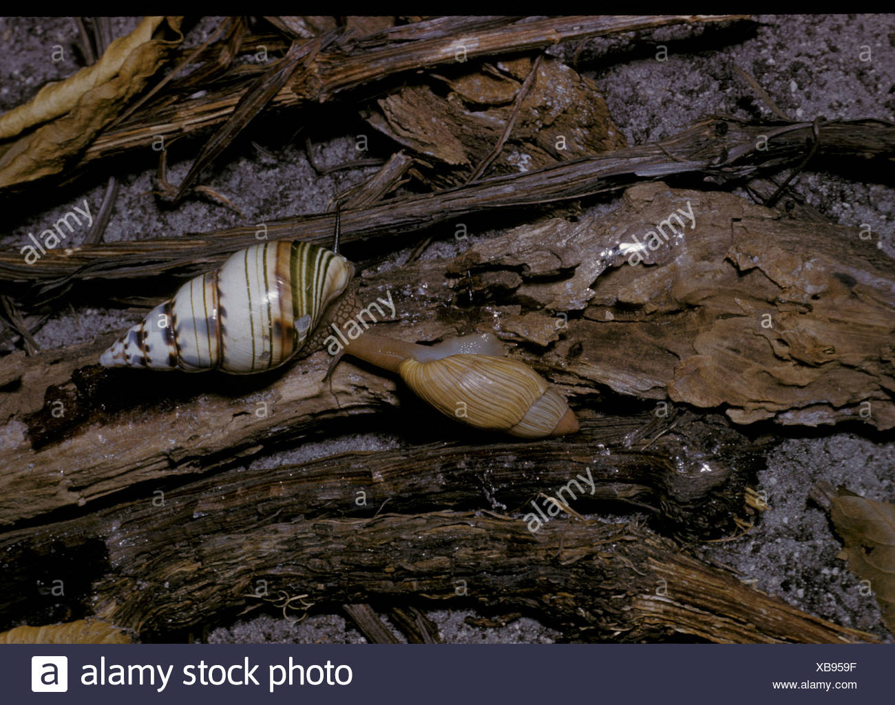 Cannibal Snail High Resolution Stock Photography and Images Alamy