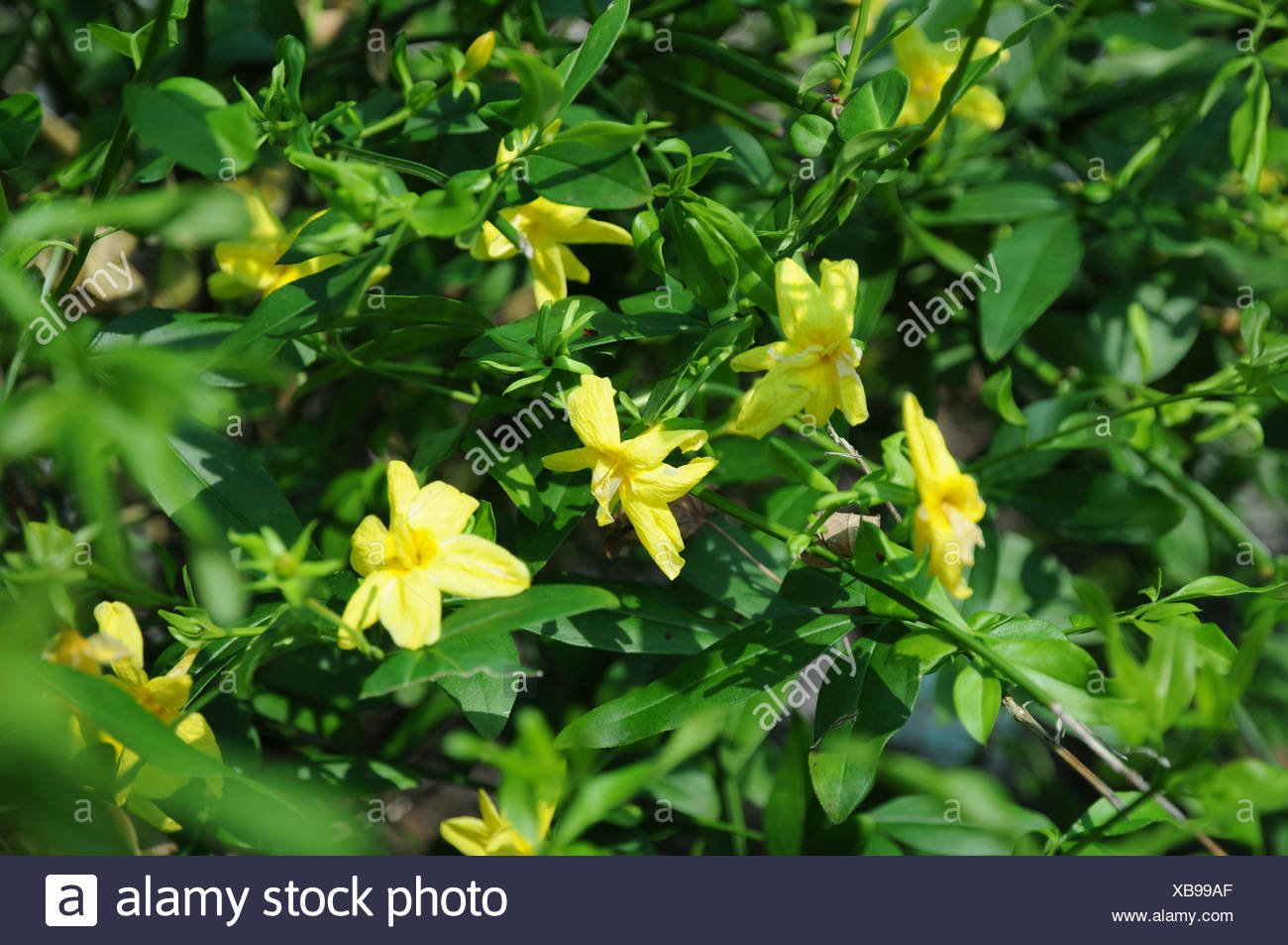 Strauch Jasmin Stock Photos & Strauch Jasmin Stock Images Alamy
