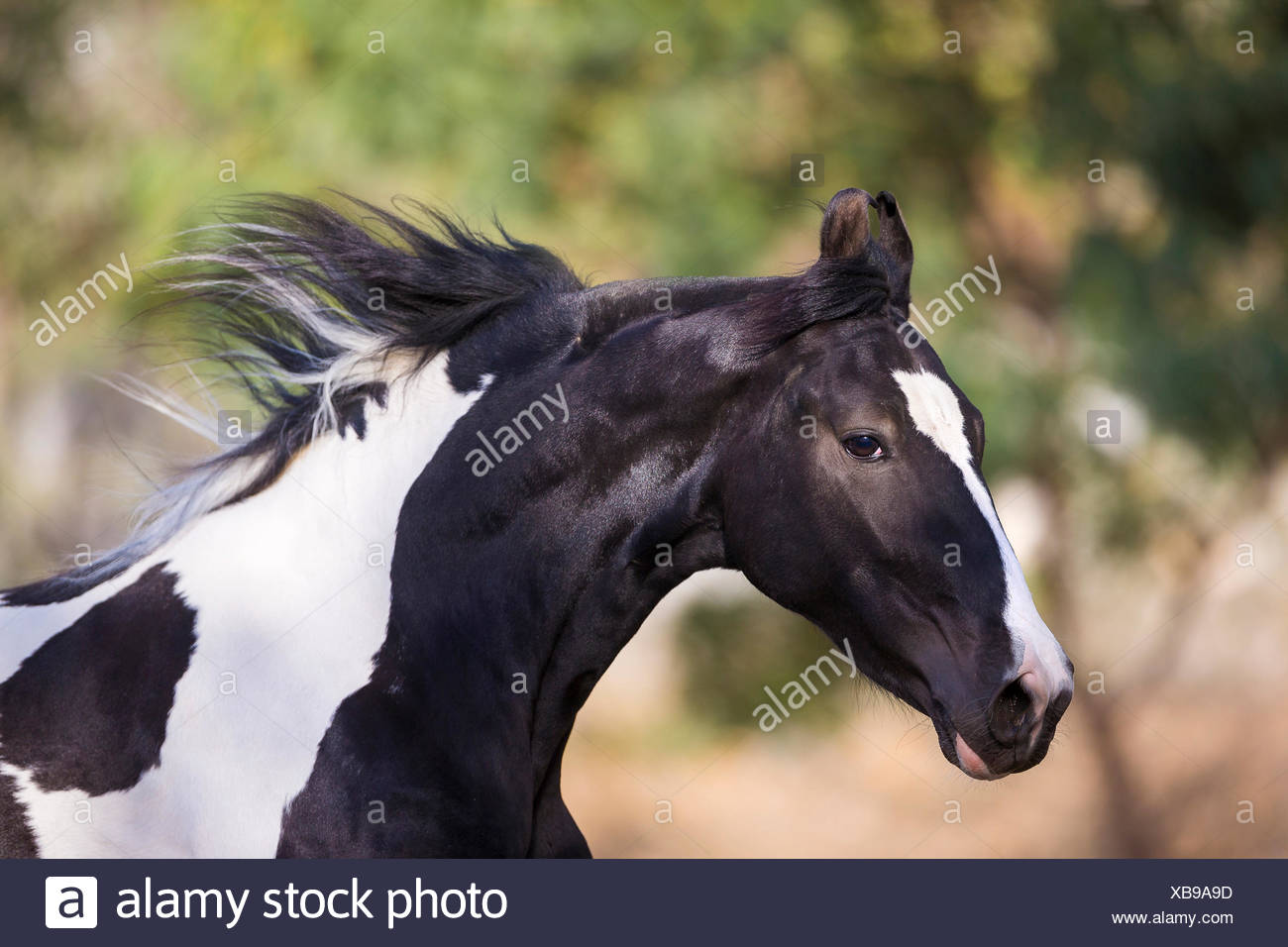 https://c8.alamy.com/comp/XB9A9D/marwari-horse-piebald-stallion-galloping-in-a-paddock-portrait-india-XB9A9D.jpg