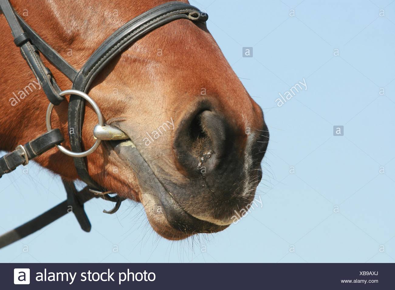 Horses Mouth Bit Stock Photos & Horses Mouth Bit Stock Images Alamy