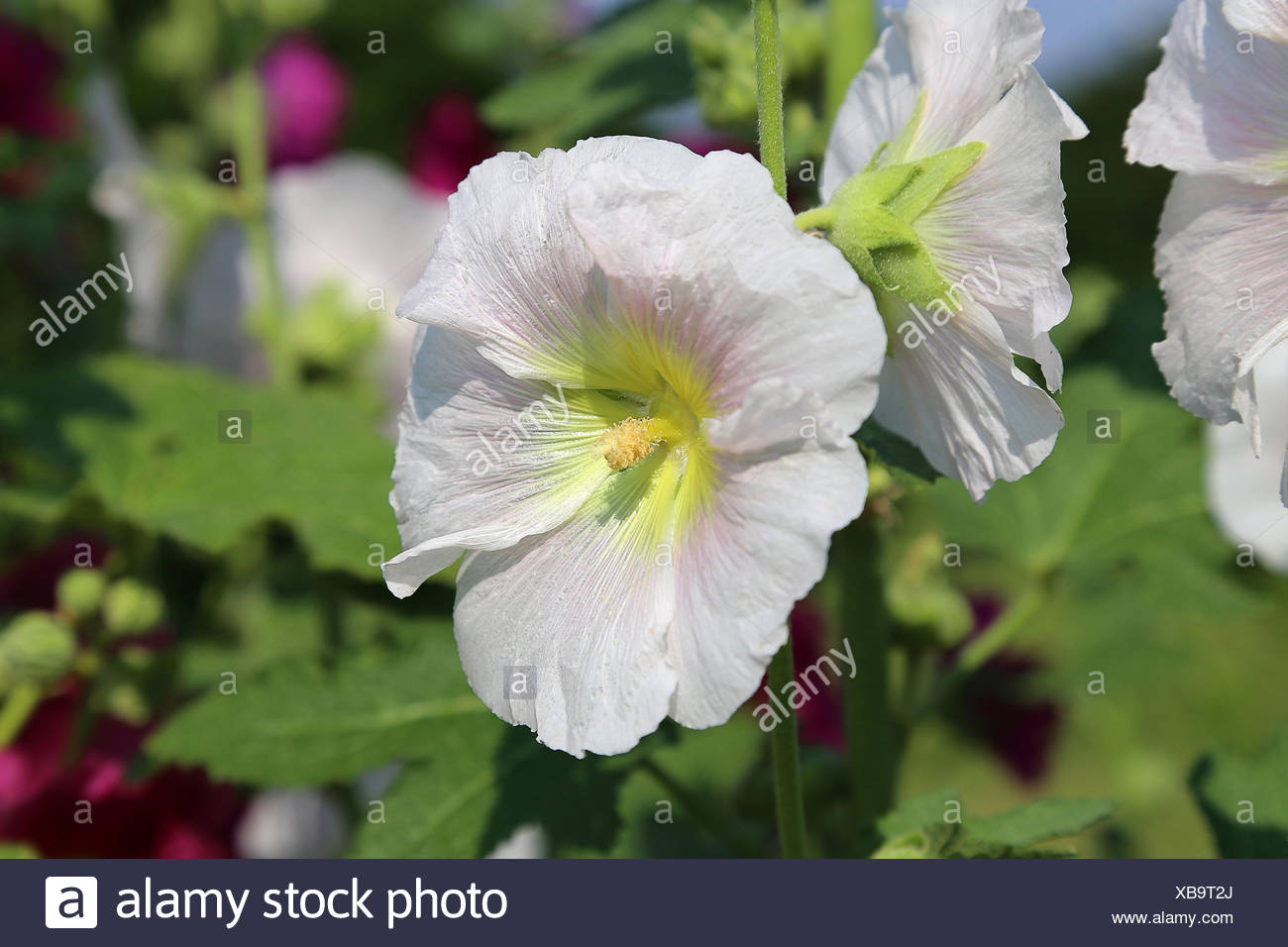 white mallow