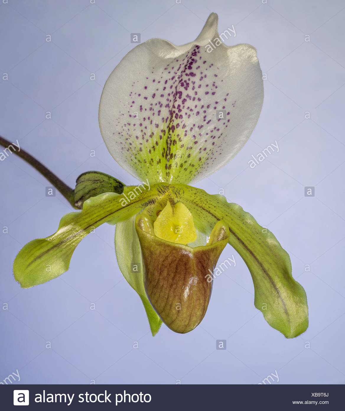 Venus Slipper Orchid Paphiopedilum Stock Photo Alamy