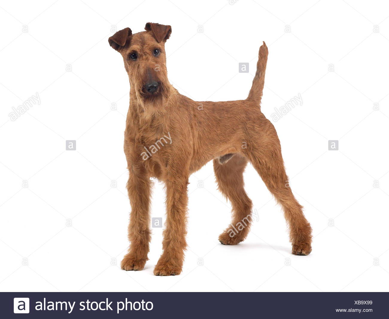 Irish Terrier Grooming Chart